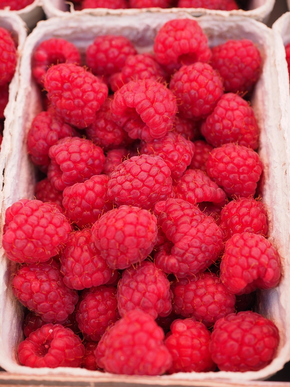 delivery-policy raspberries, berries, fruits, harvest, produce, organic, fresh, fresh fruits, fresh berries, fresh raspberries, red berries, vitamins, delicious, healthy, rubus idaeus, nutritious, raspberries, raspberries, raspberries, raspberries, raspberries, berries, berries, fruits, fruits, produce